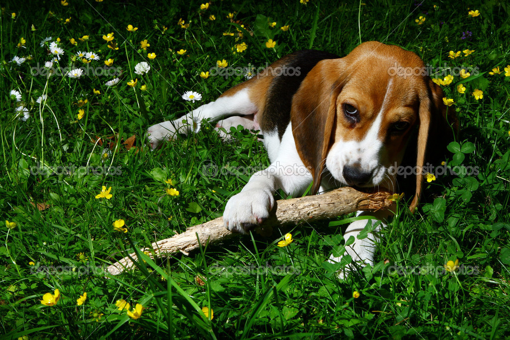 Cute Beagle Puppy In Spring Picture HD Wallpaper Animal Pictures