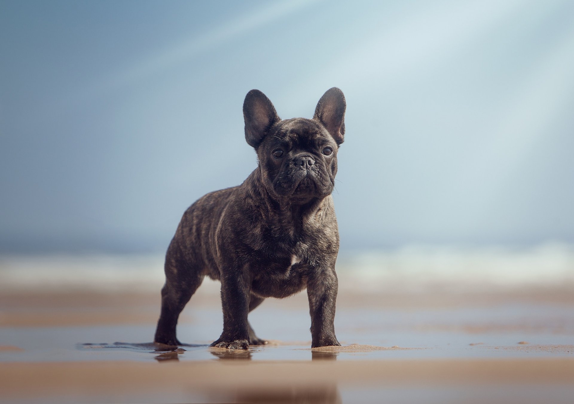 Depth Of Field Dog Animal French Bulldog HD Wallpaper