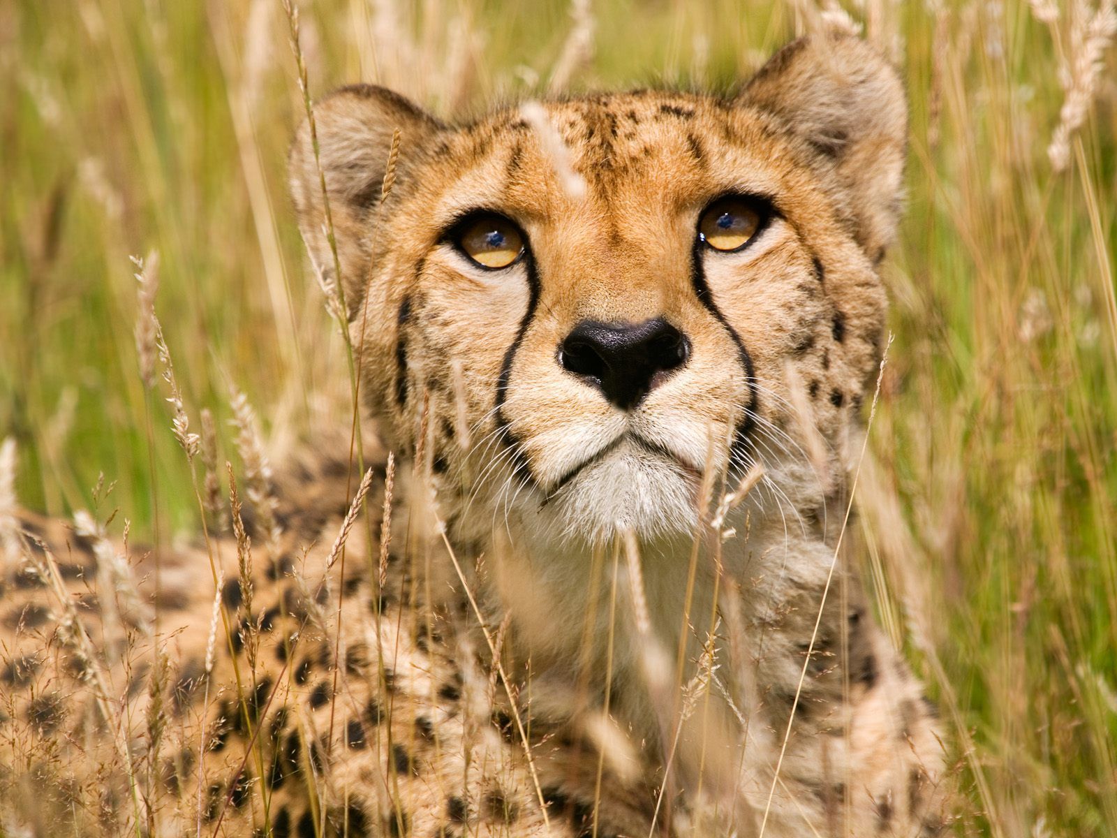 Animals Male Cheetah Wildlife Heritage Foundation