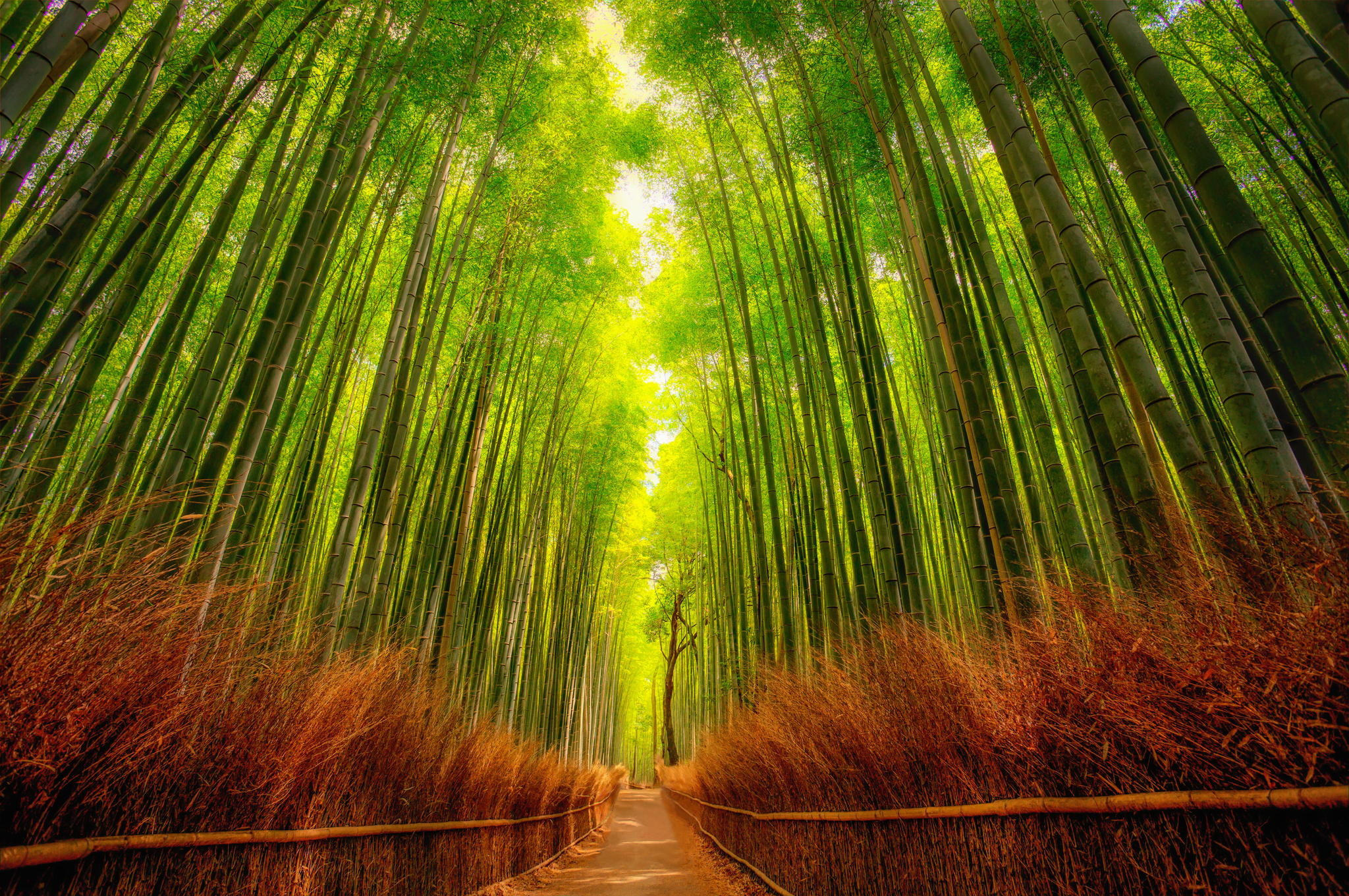 Bamboo Forest Japan Computer Wallpaper