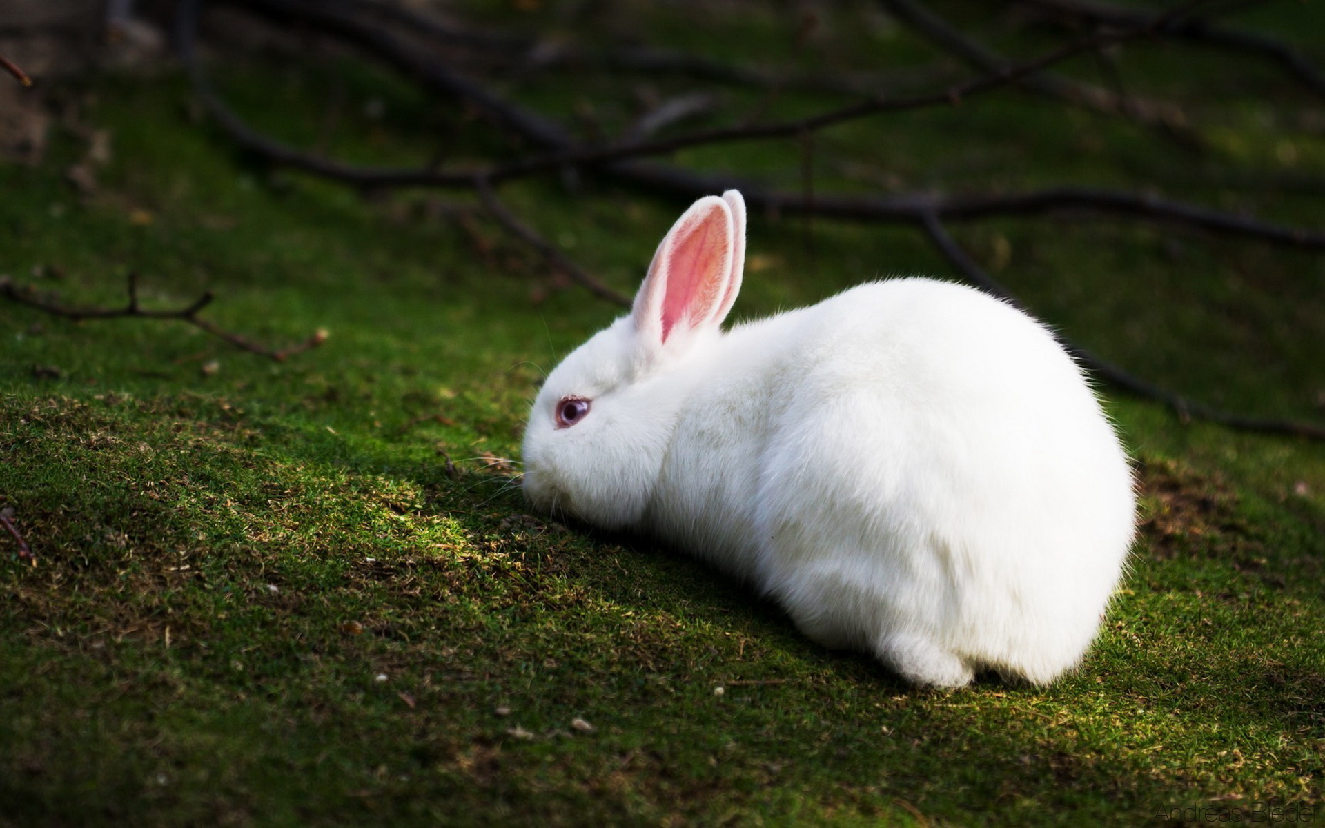White Rabbit Wallpaper And Image Pictures Photos