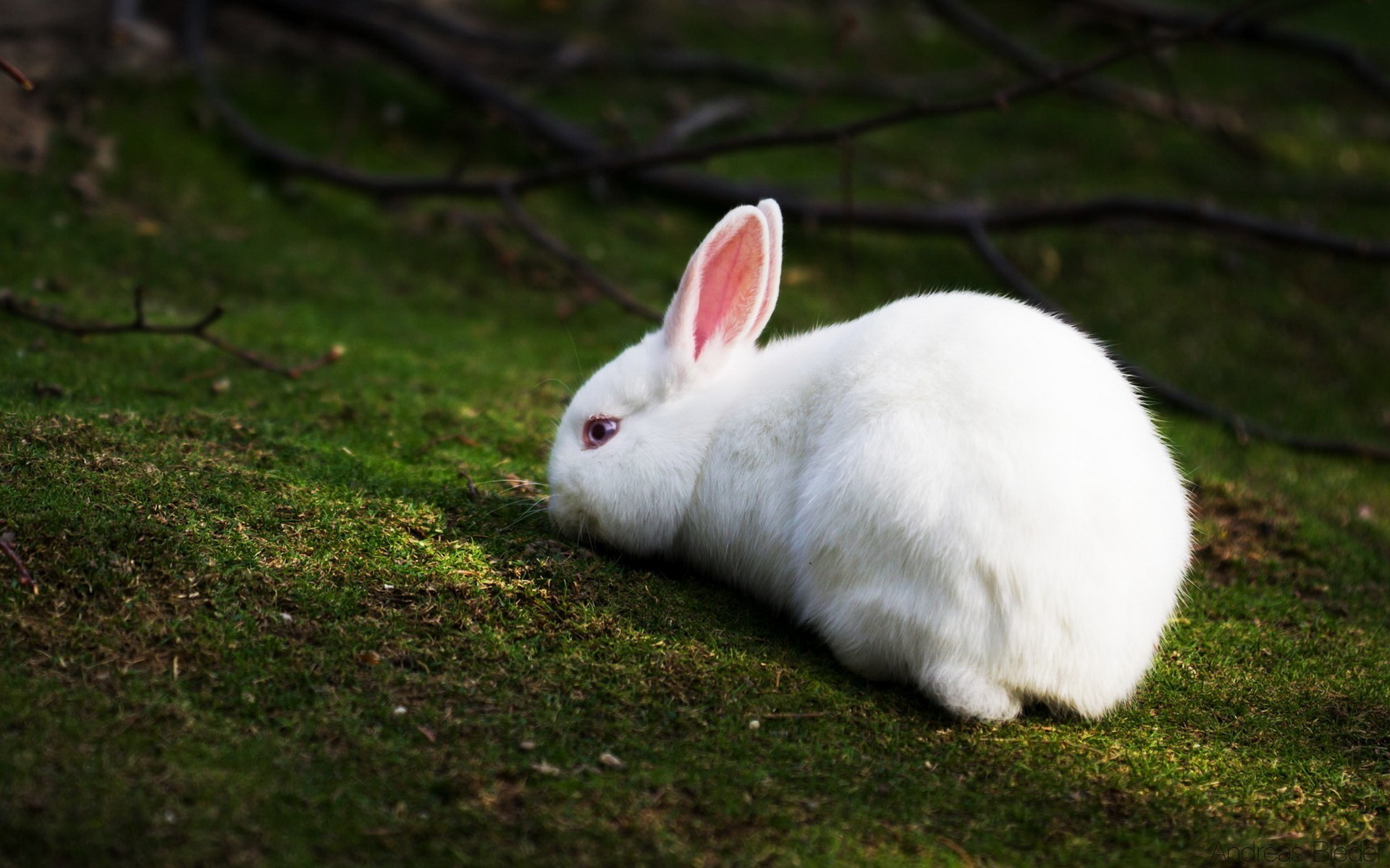 white-rabbit-wallpaper-wallpapersafari