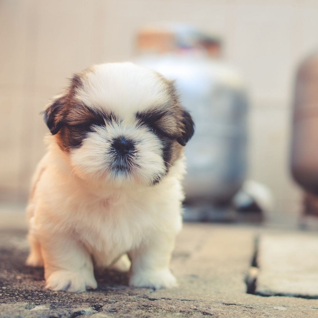Dog Aesthetic Wallpaper