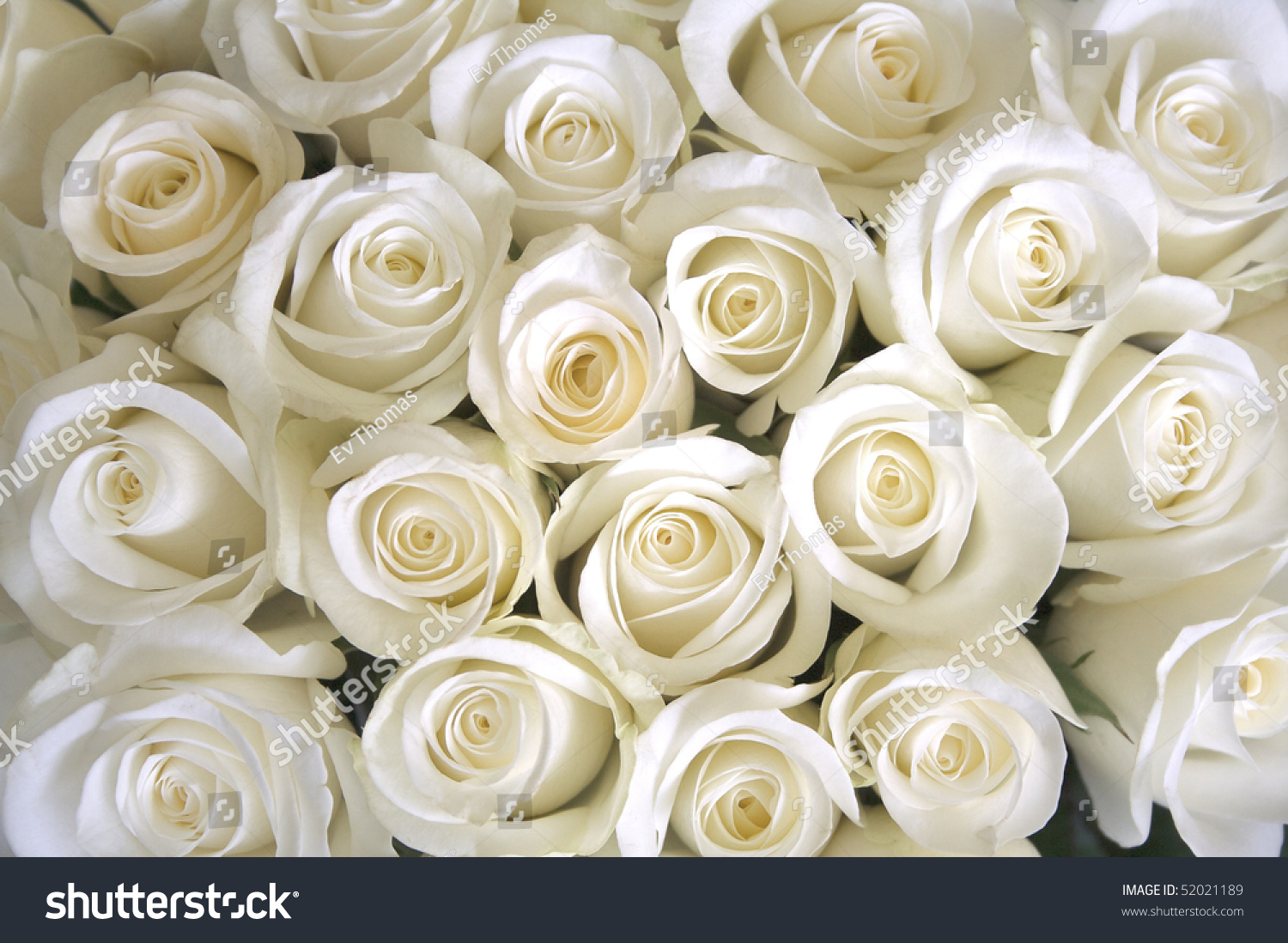 White Roses Background Stock Photo 52021189   Shutterstock