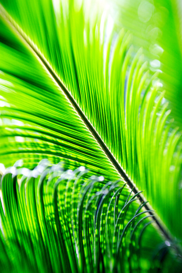 Go Back Pix For Palm Leaf Wallpaper 640x960