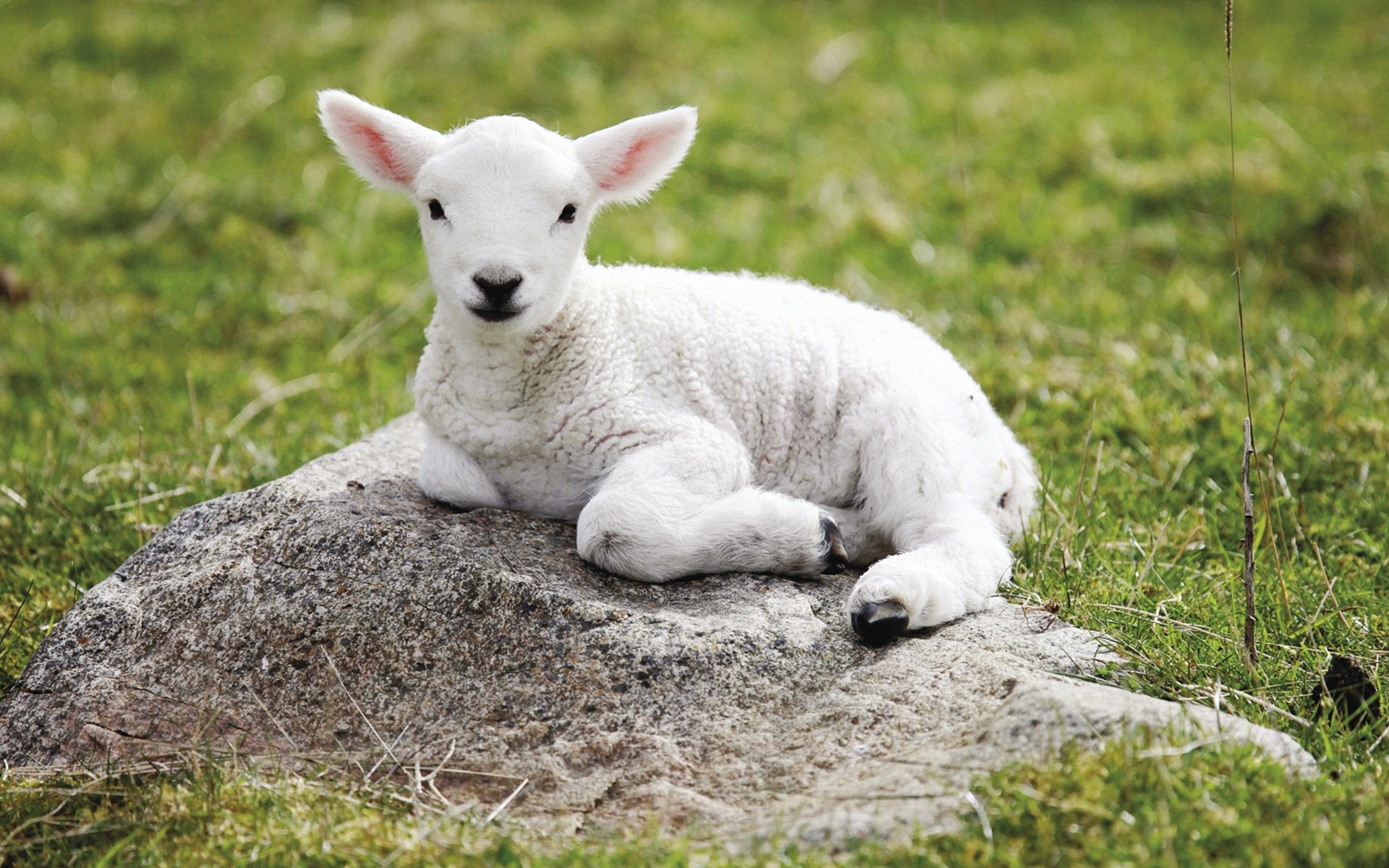 Baby Sheep Sitting Photos HD Wallpaper Image Pictures