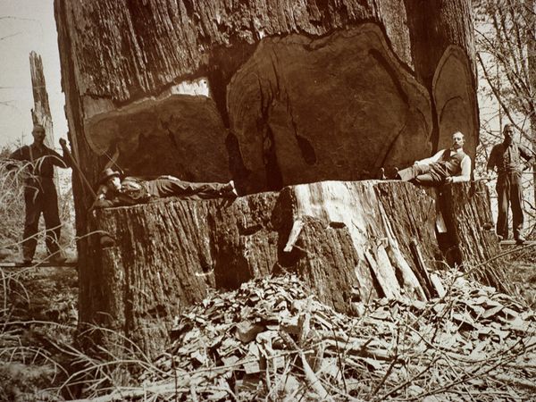Turn Of The Century Loggers In Humboldt California Display A Massive