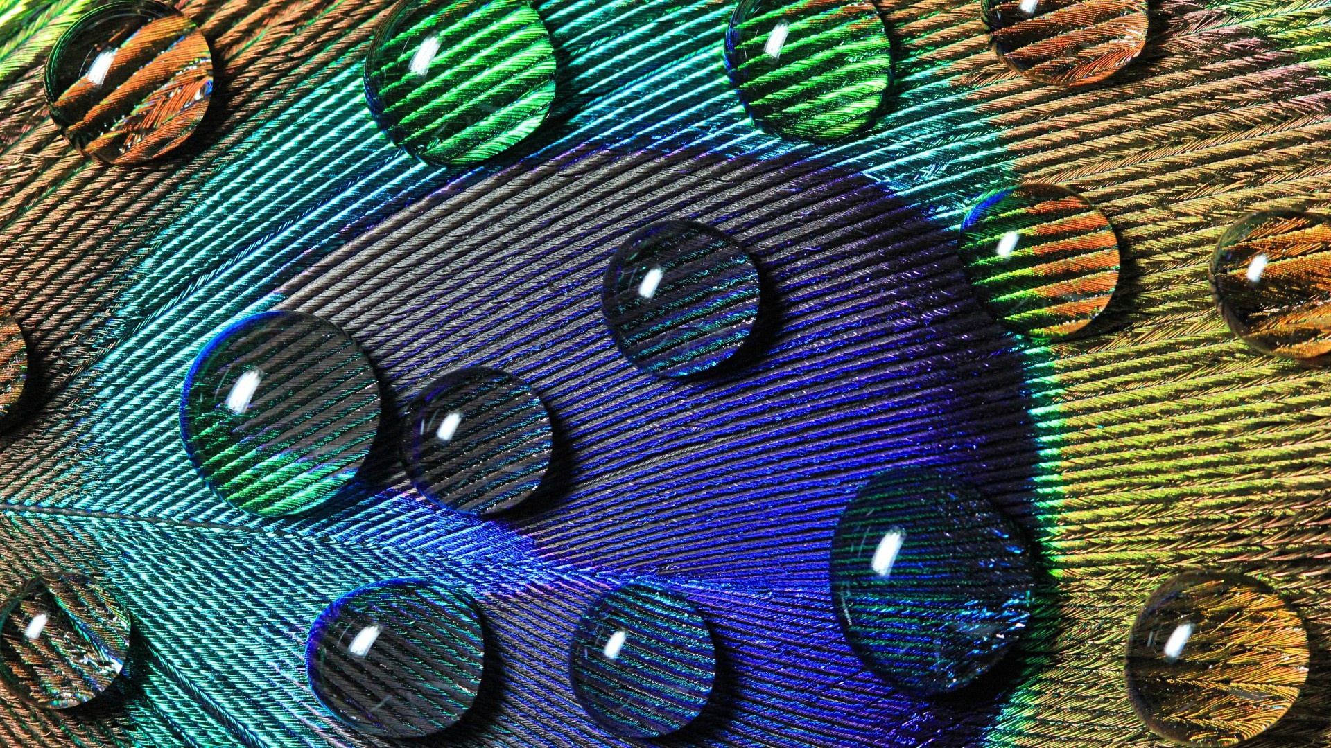 Wallpaper Peacock Feather Macro Drop Water Desktop