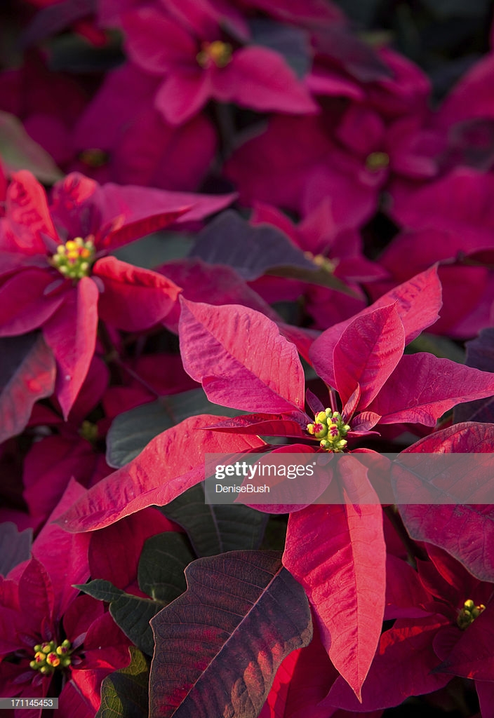 Red Poinsettia Background Stock Photo Getty Image