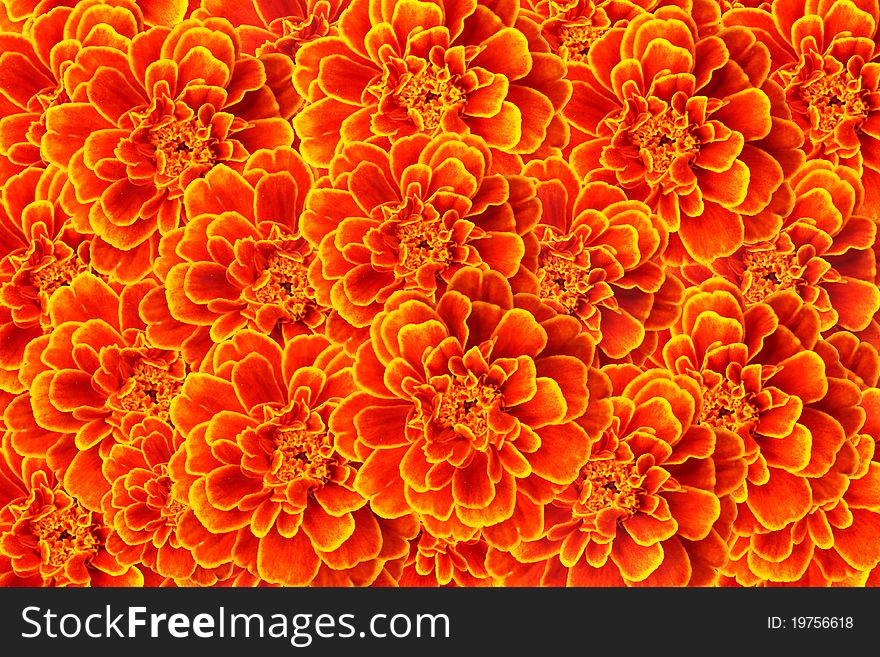French Marigold Background Stock Image Photos