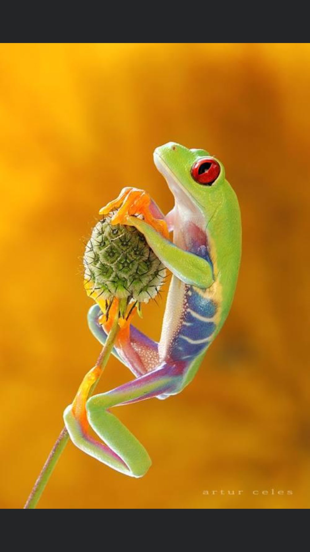 Frog Wallpaper
