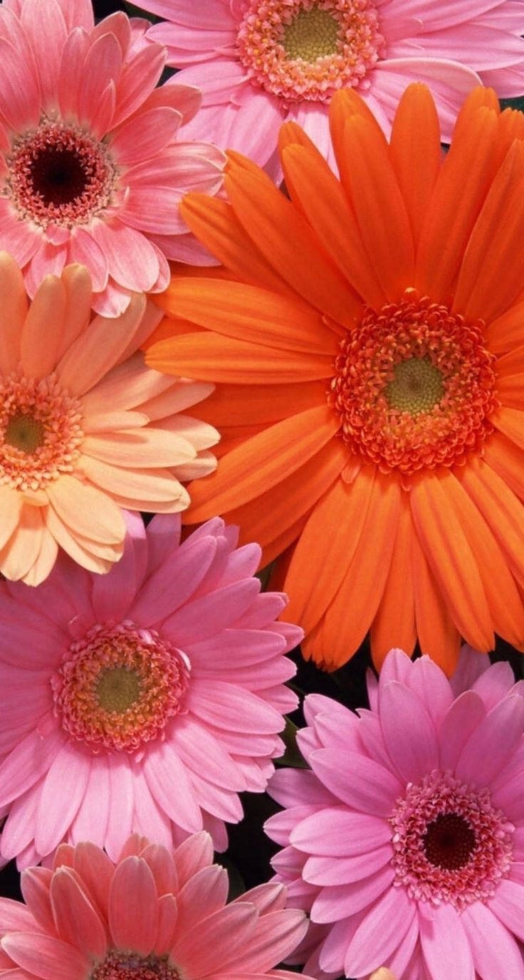  wallpapers iPhone flowers Lovely flowers wallpaper Daisy