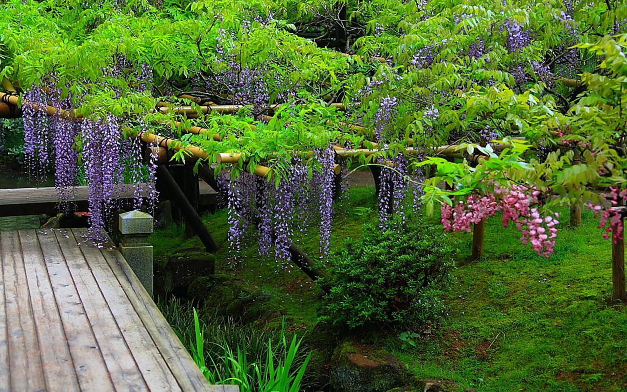 [43+] Free Wisteria Wallpaper for Computer on WallpaperSafari