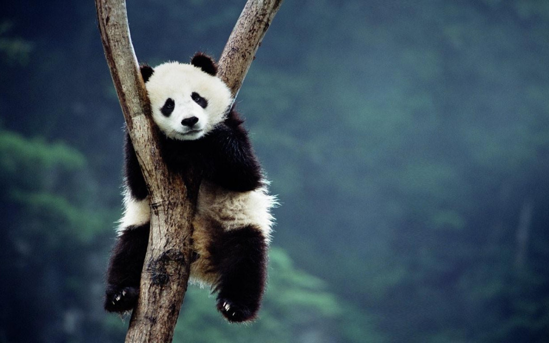 Panda Sitting On A Tree Wallpaper