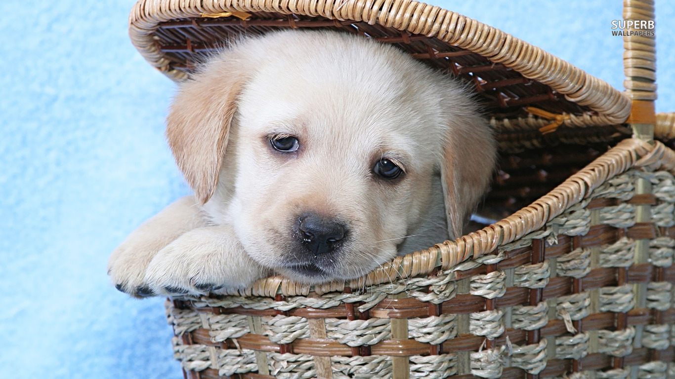 Golden Retriever Puppy In Basket