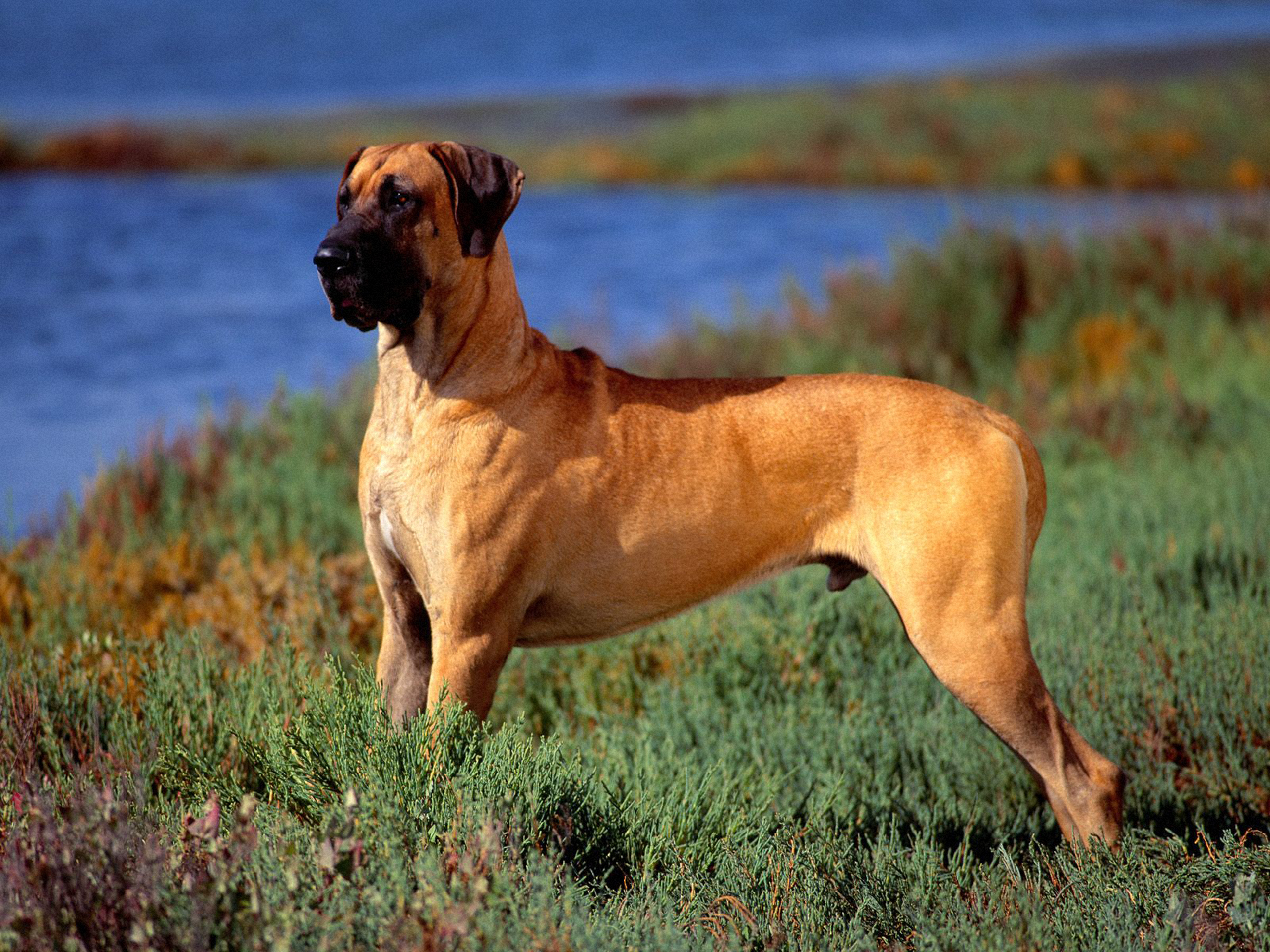 47 Great Dane Wallpaper Borders On Wallpapersafari Download, share or upload your own one! 47 great dane wallpaper borders on