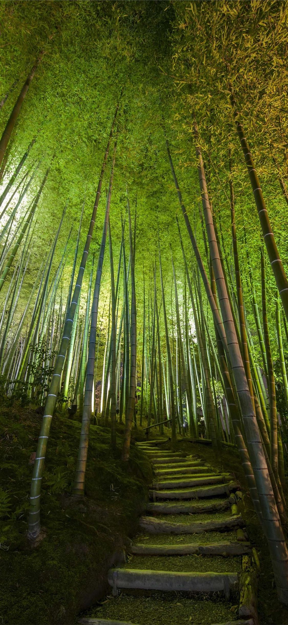 Sagano Bamboo Forest iPhone Wallpaper