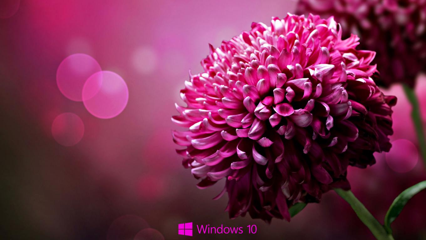 Desktop Background For Windows With Purple Flower