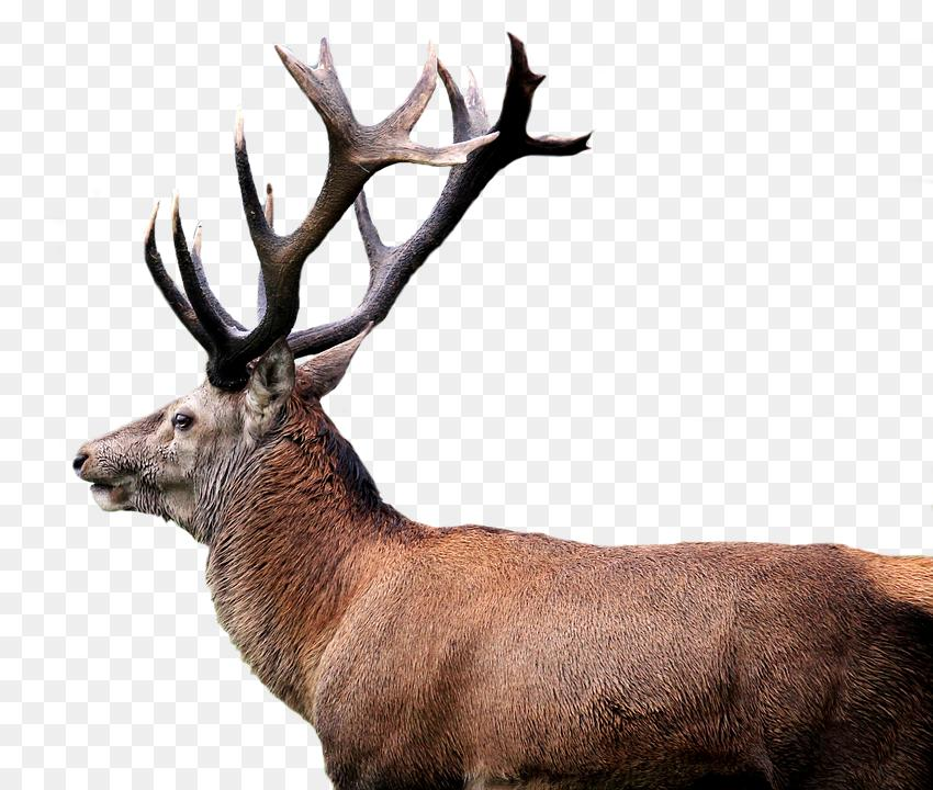 Red Deer Png Image With Transparent Background