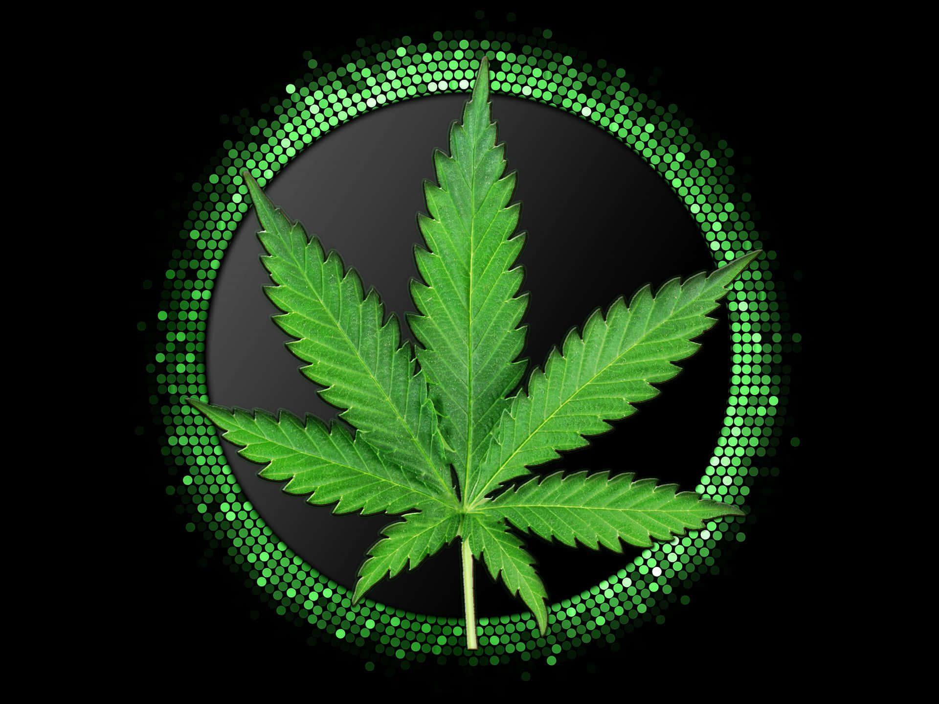 Marijuana Leaf Background S For Wallpaper