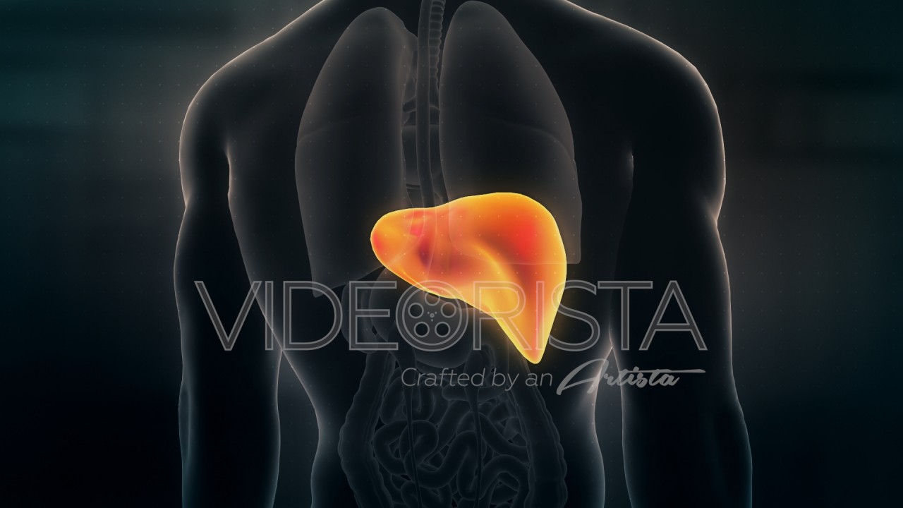 Futuristic Interface Display Of Human Male Hepatic System On Black