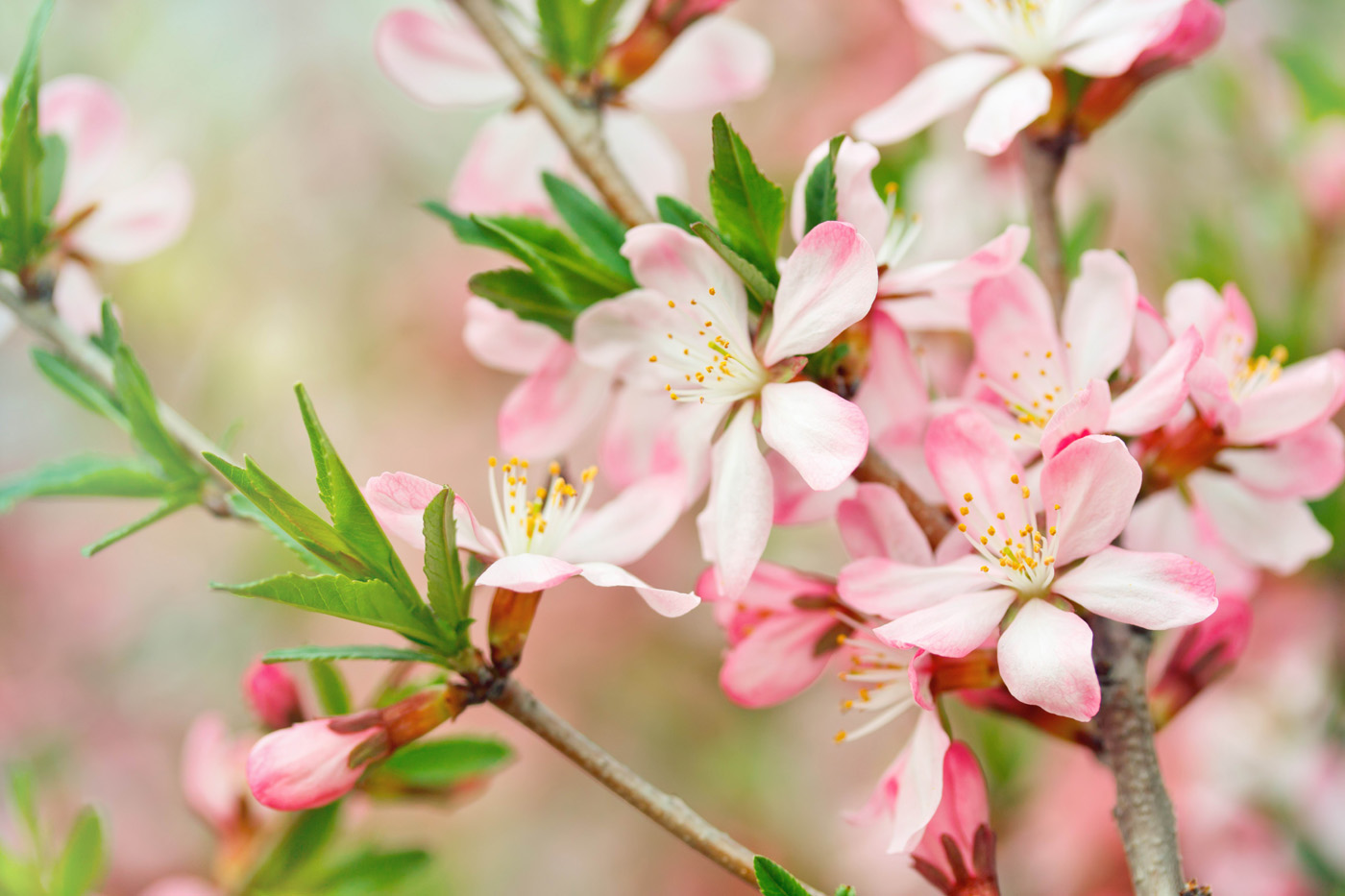 Peach Flowers Wallpaper HD Pictures One
