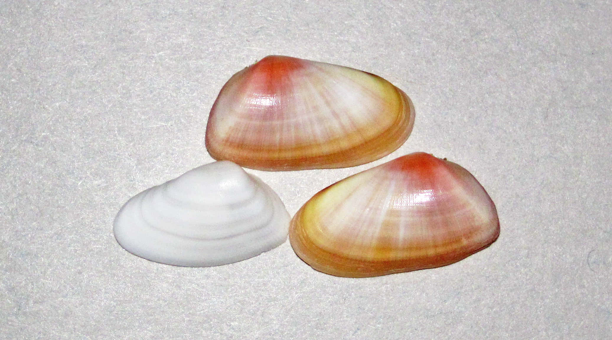 Clam Shell X Wallpaper