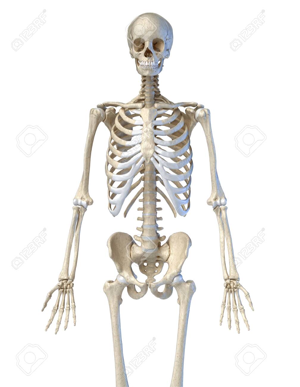 Human Anatomy Bone Skeletal System Front On White