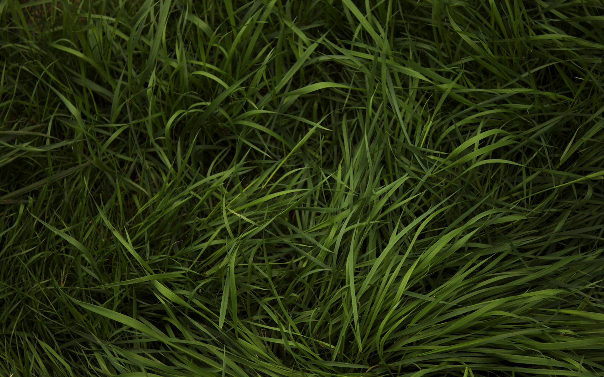 Texture Grass Wallpaper
