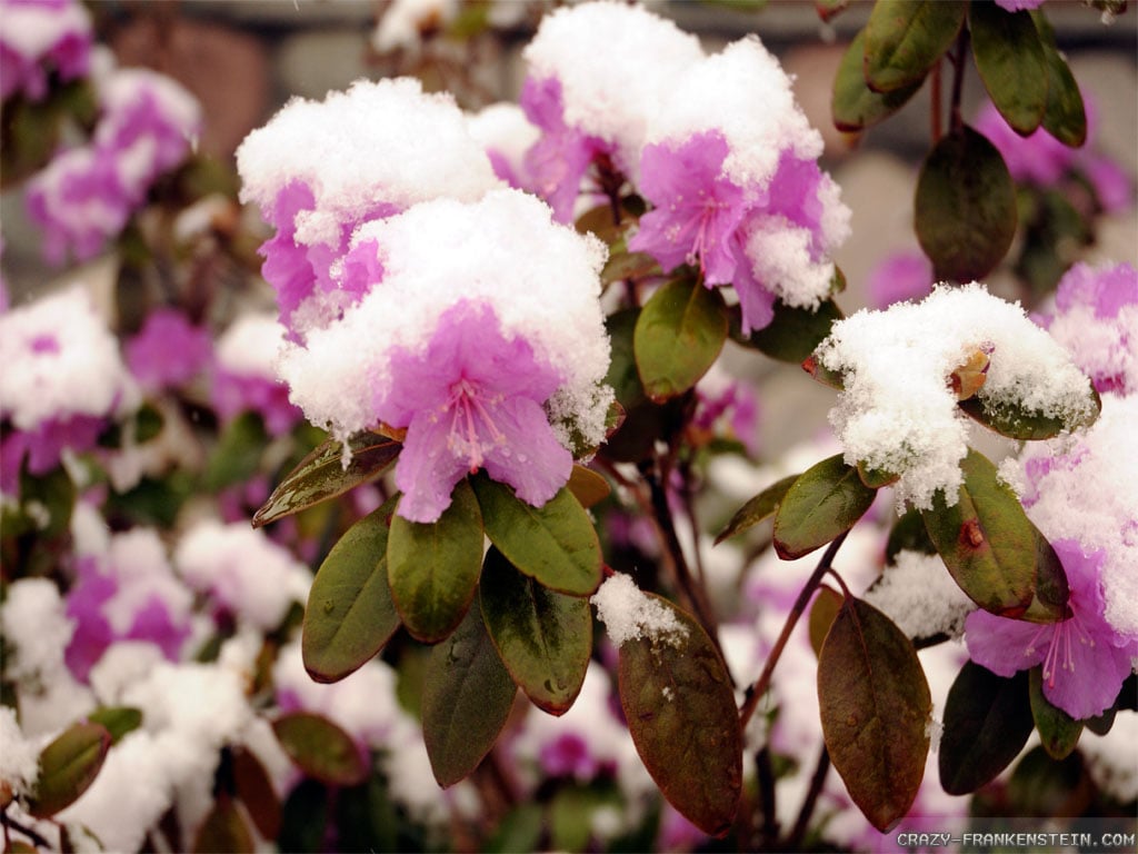 wallpaper snow on flowers early spring wallpapers