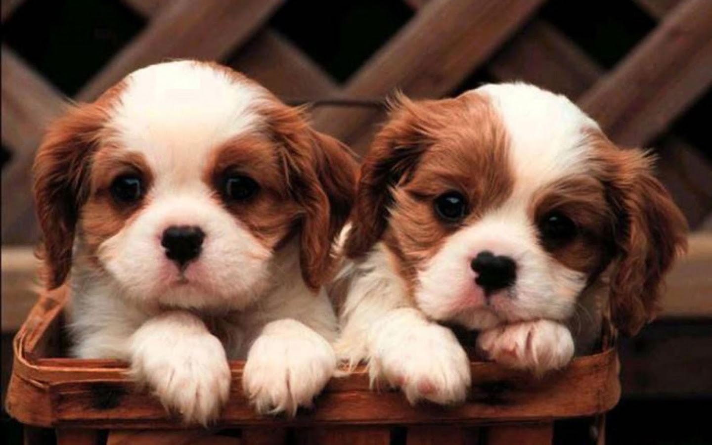 Wallpapers dogs puppies   SF Wallpaper