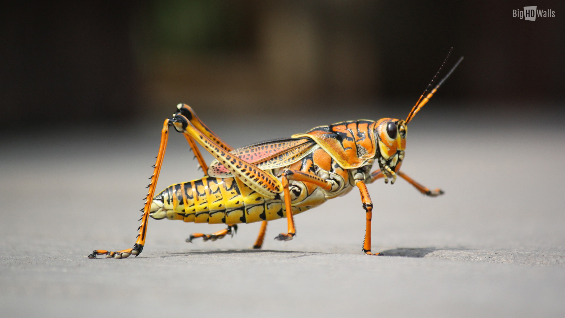 Grasshopper HD Wallpaper BigHDwalls