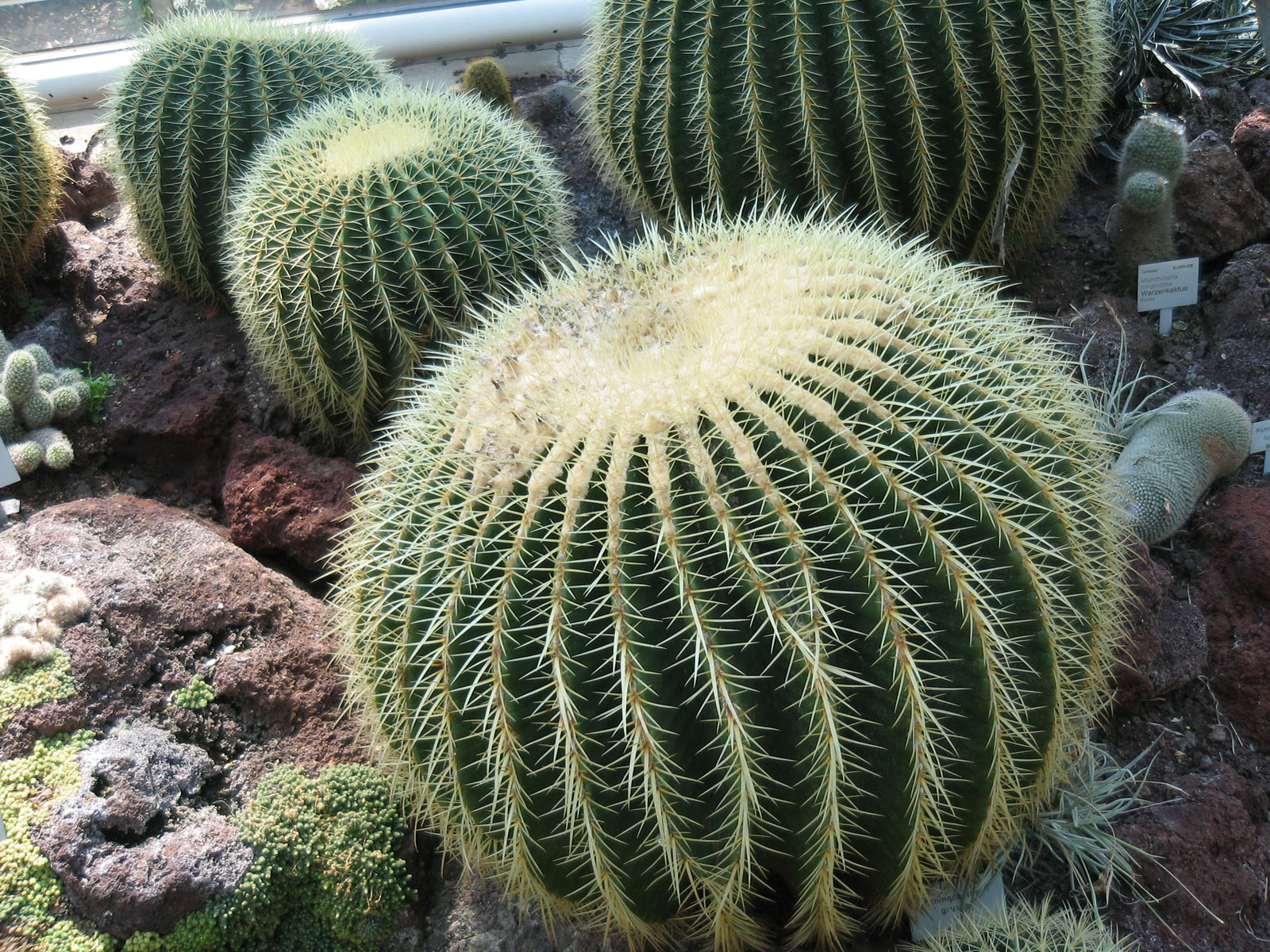 Visitor For Travel Desert Cactus HD Wallpaper