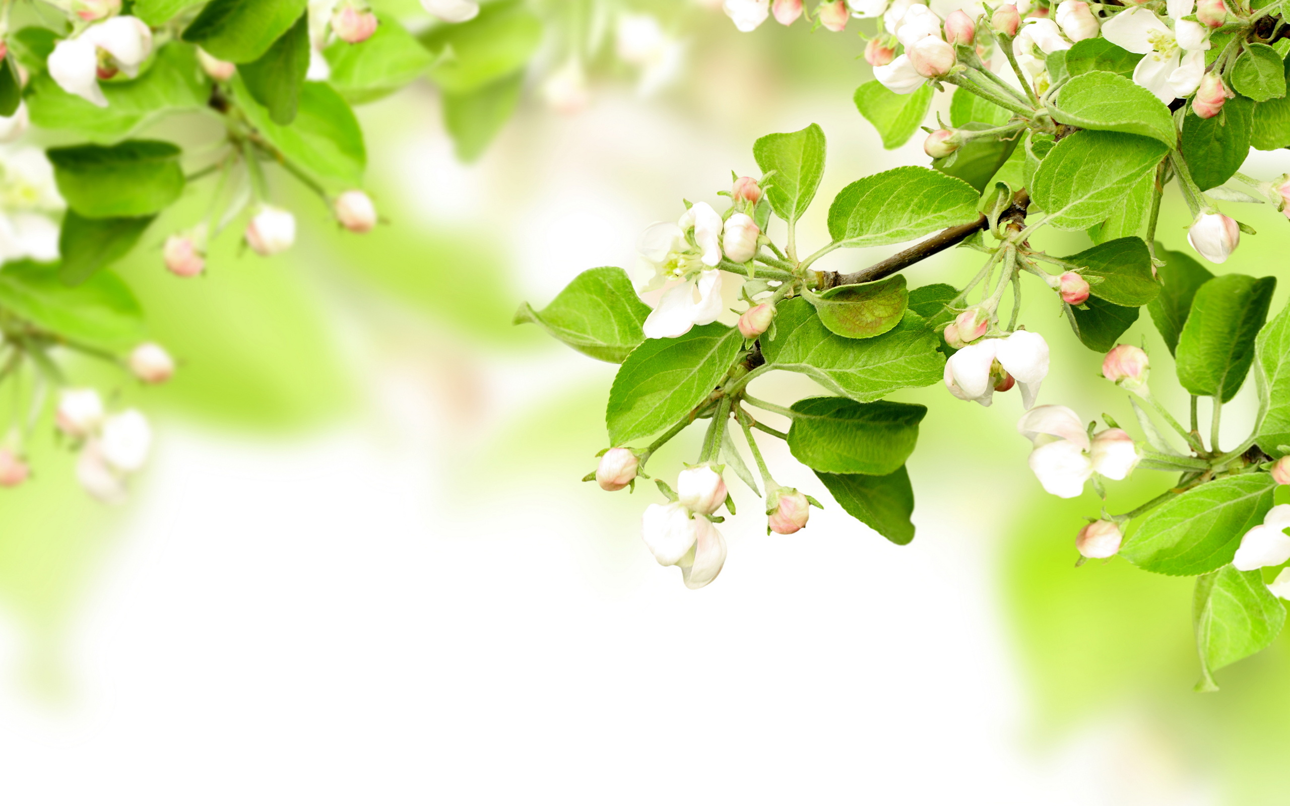 Leaves spring flowers apples branches blossom wallpaper 2560x1600 2560x1600