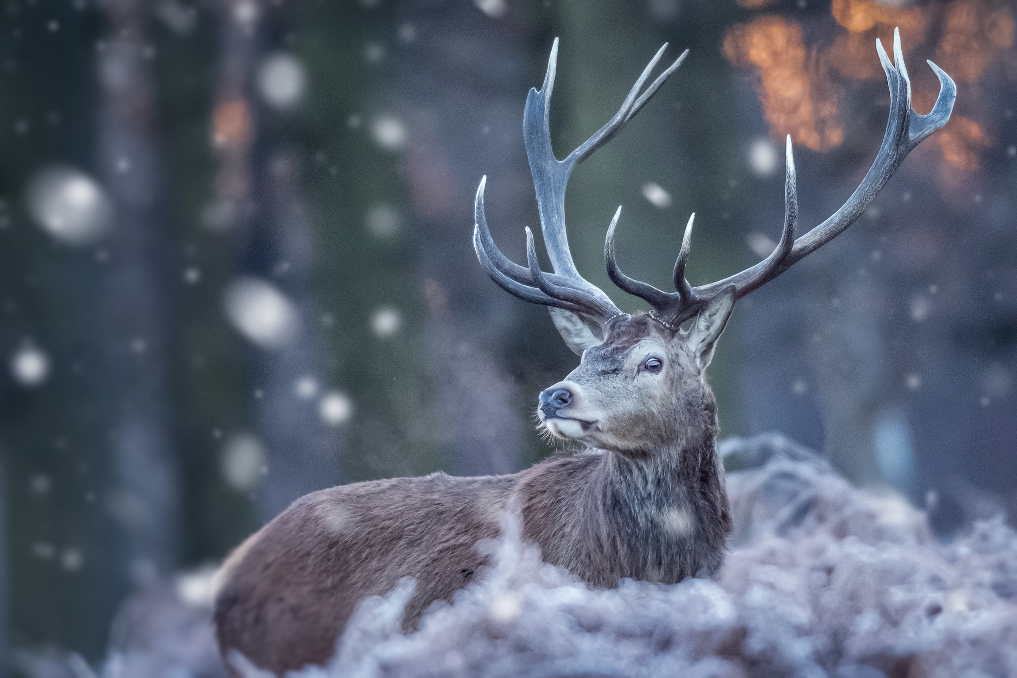 Wallpaper Of Deer Wildlife Winter Snow Background HD Image