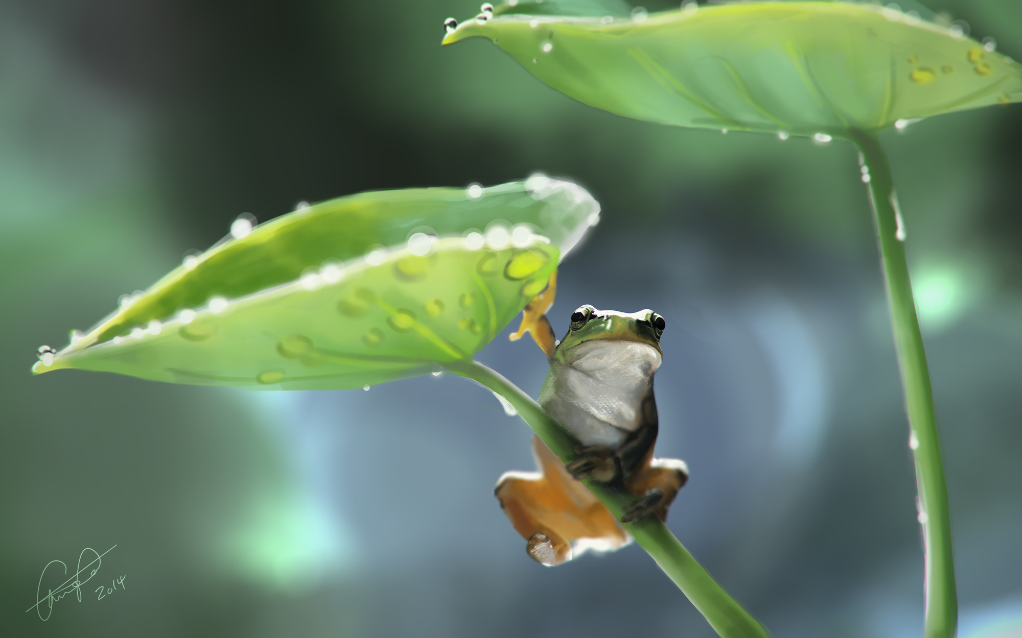 Wallpaper Art Frog Leaves Drops Painting
