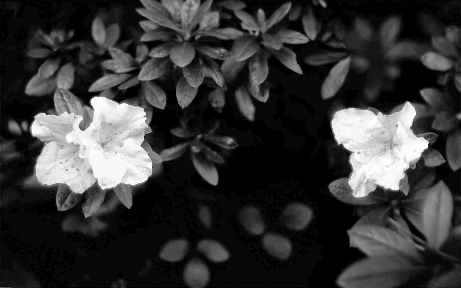 Flowers Black And White Wallpaper Full Widescreen Desktop