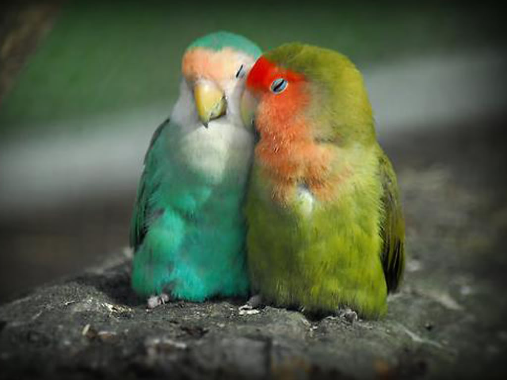 Beautiful Love Birds Wallpaper Image Amp Pictures Becuo