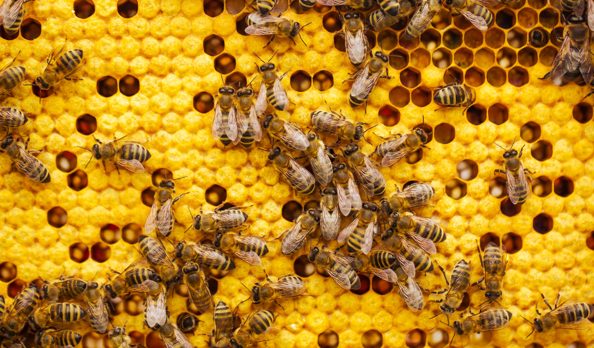 Honeycomb Wallpaper