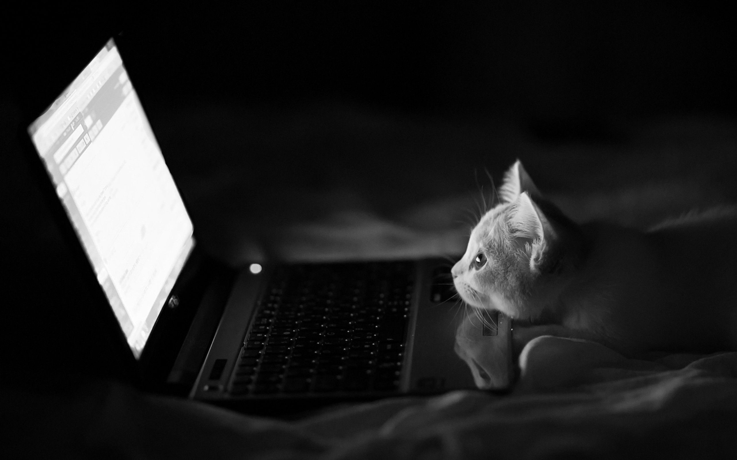 A curious kitten gazes at a brightly lit laptop screen in a dark room, a classic desktop wallpaper scene