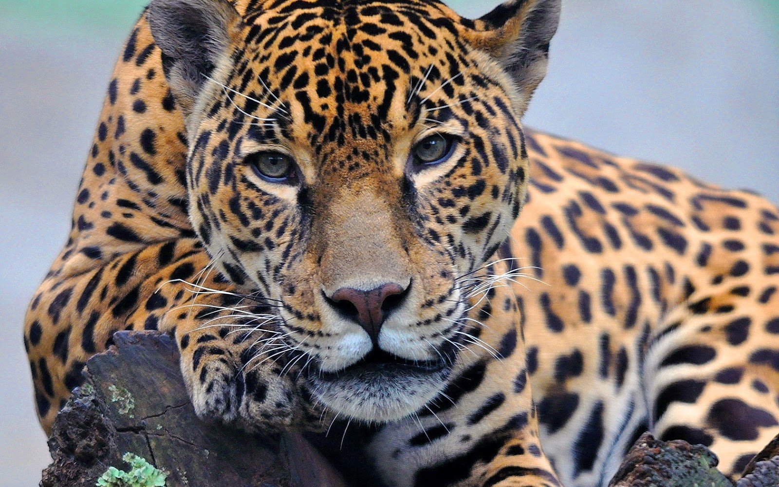 Jaguares Tigres Fondos De Pantalla HD Wallpaper