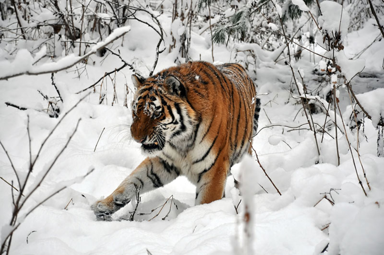 Amur Tigers Image Tiger Snow HD Wallpaper And Background Photos