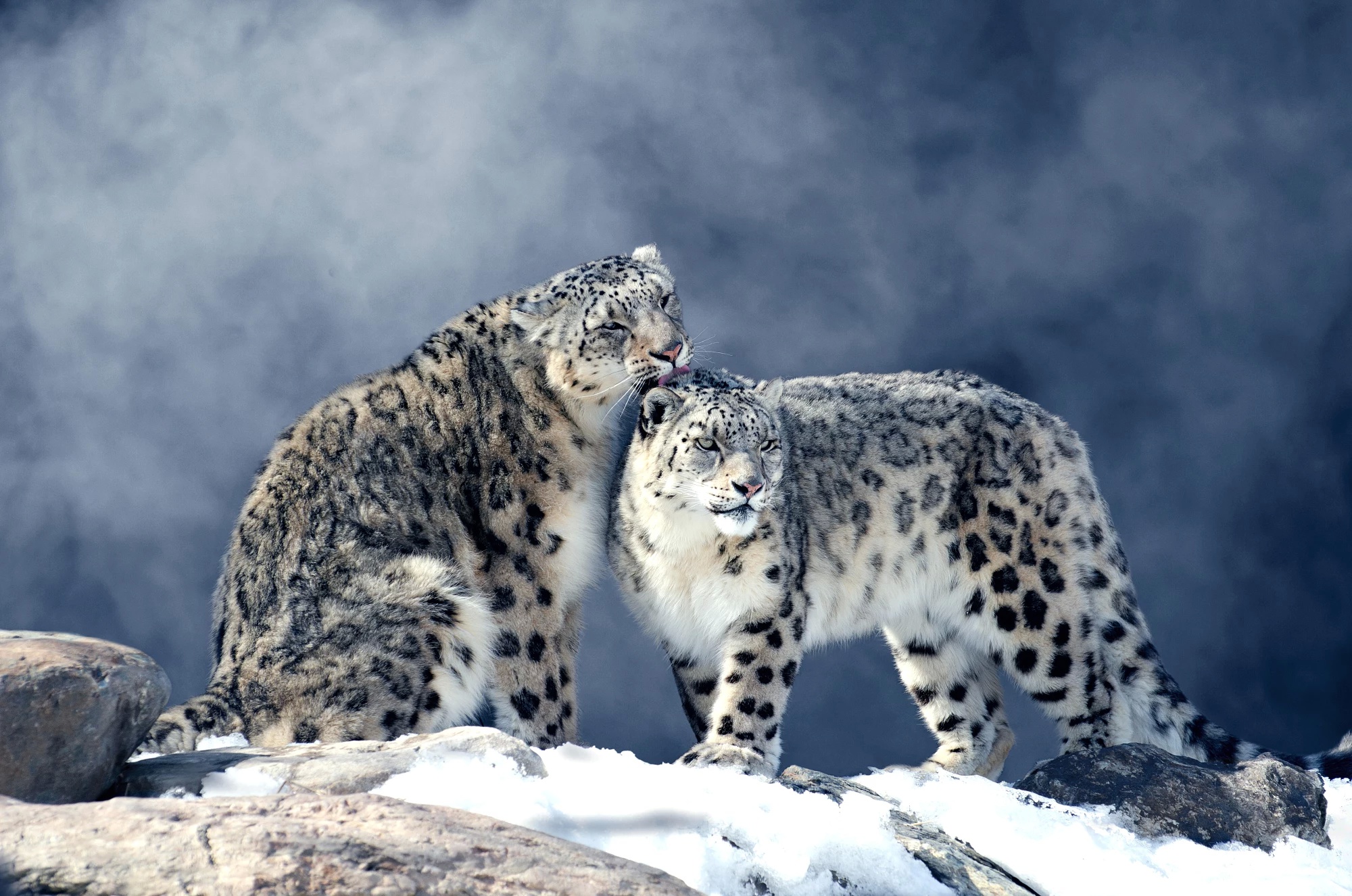 Two snow leopards grooming each other in a snowy mountain habitat