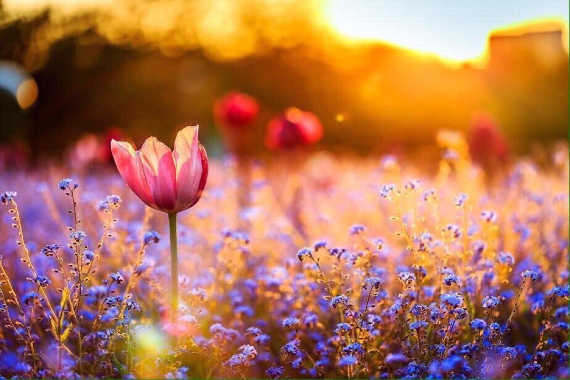 Jeate On Field Of Tulips At Sunset HD Wallpaper
