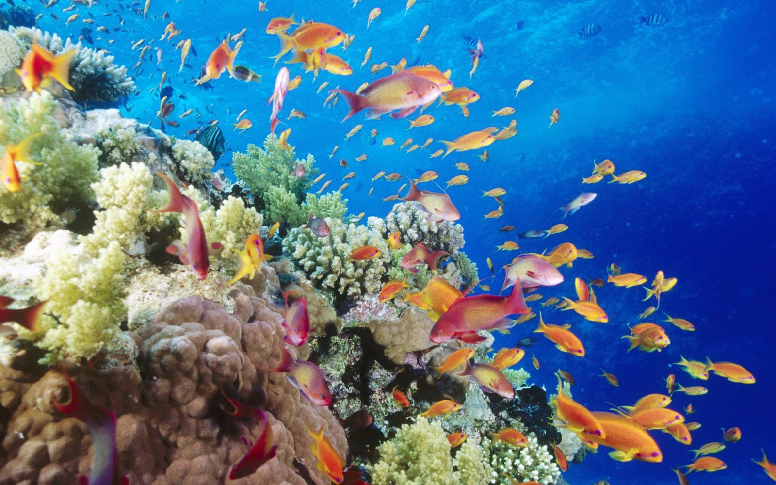 most beautiful free ocean wallpapers Download Free Ocean Wallpapers