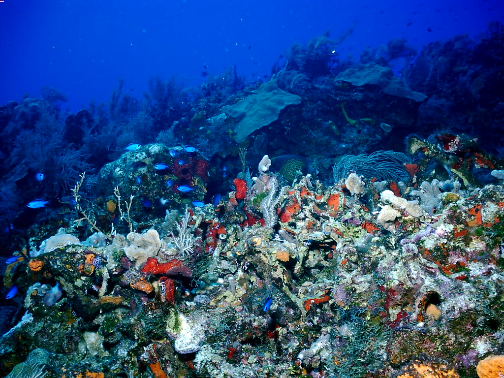 My Background Blog coral reef background