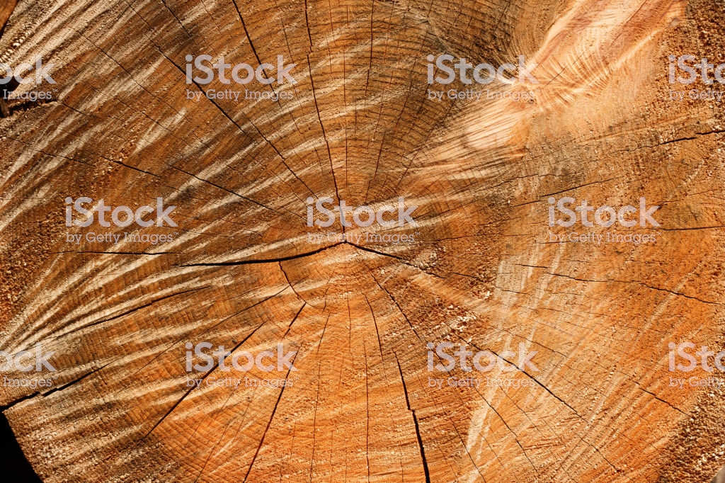 Free download Tree Stump Background With Annual Rings Wood Texture