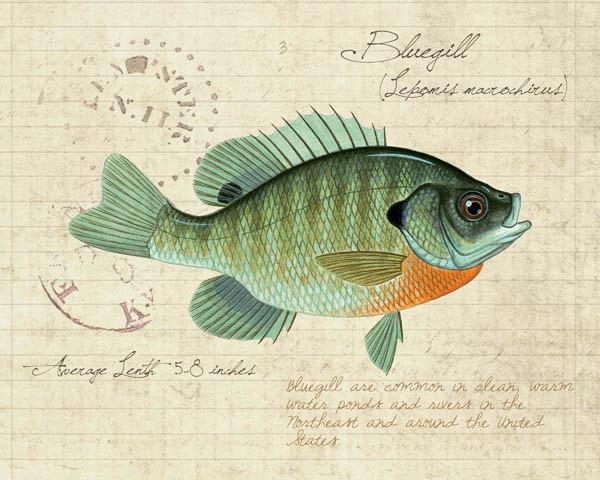 Bluegill Sunfish X10 Inch Limited Edition Print By Matt Patterson