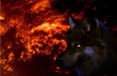 Fire Wolf Pictures