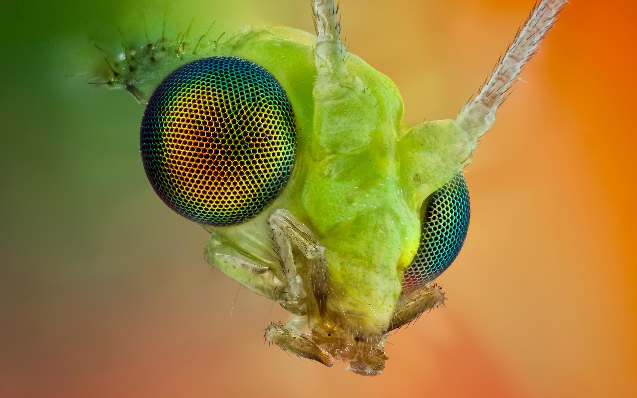 Insects Wallpaper
